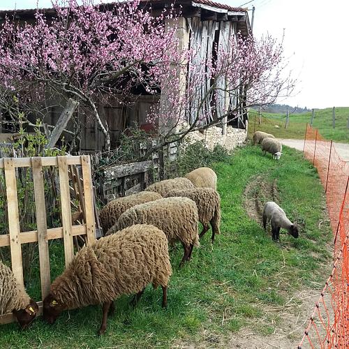 Exploitant individuel Ferme De La Condemine logo